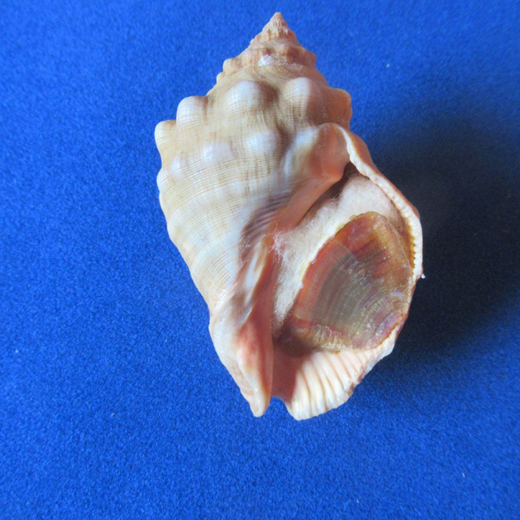 mollusco da determinare