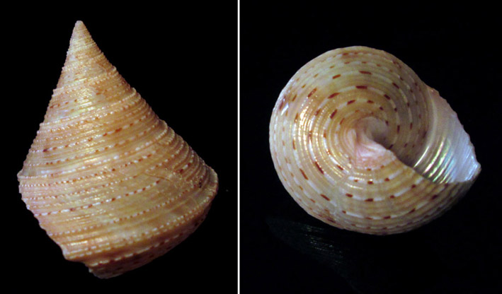 Calliostoma granulatum