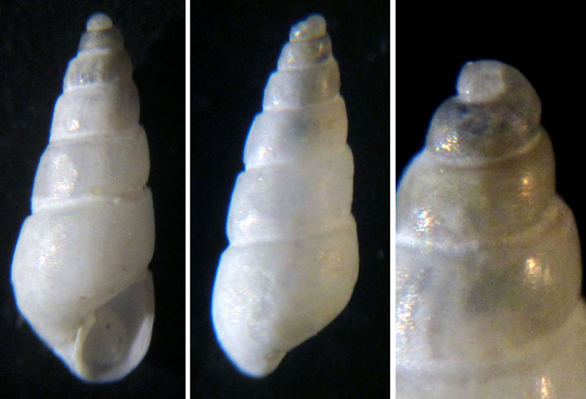 Odostomia turricolata