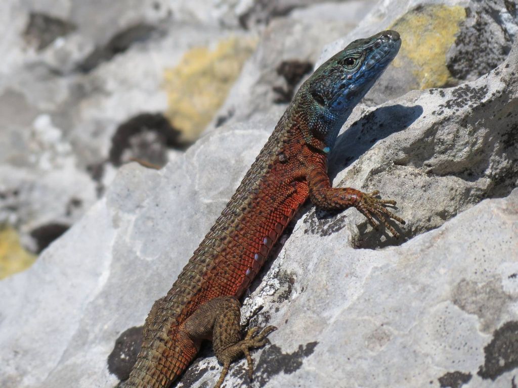 Rettili del Carso triestino