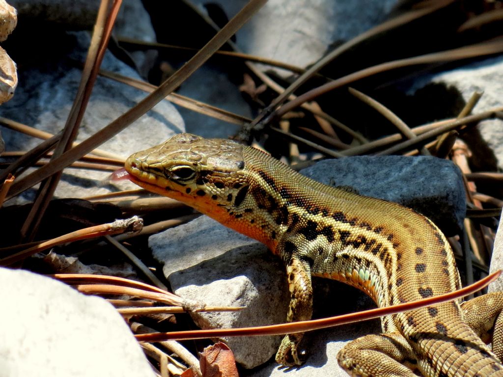 Rettili del Carso triestino