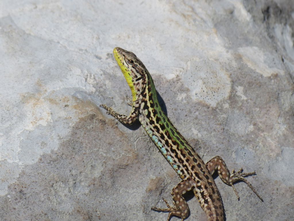 Rettili del Carso triestino