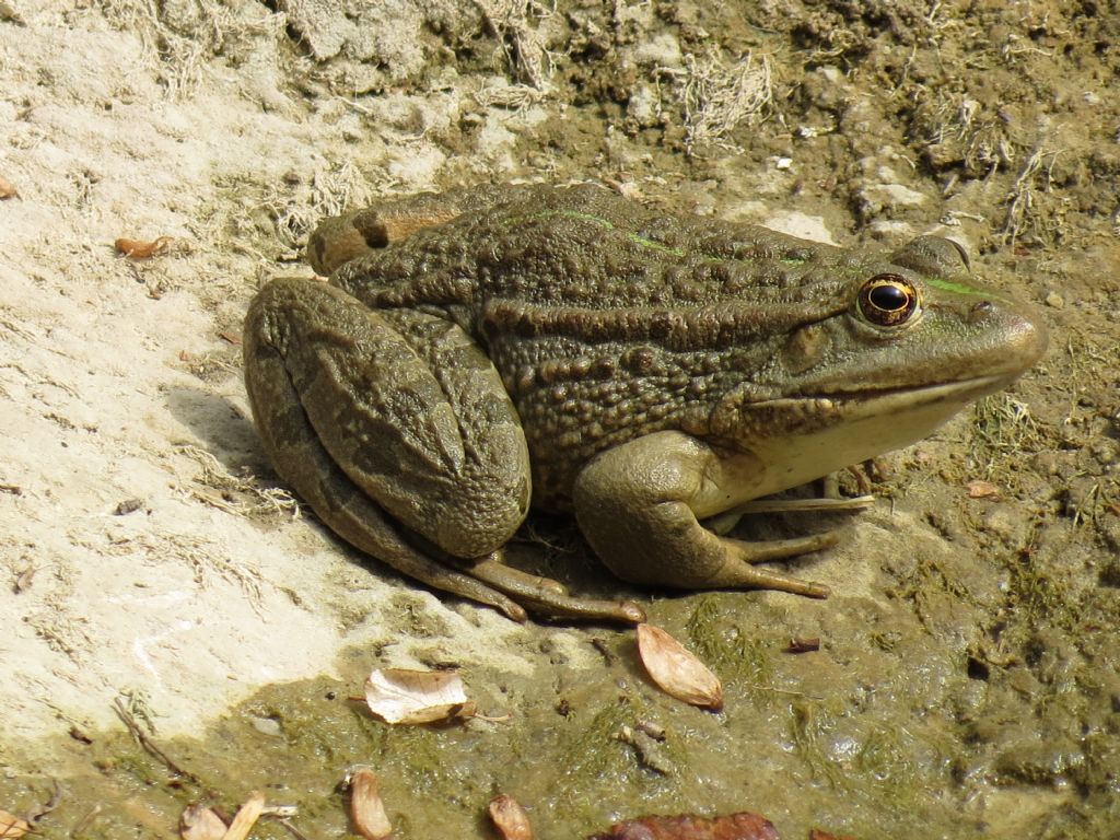 Anfibi del Carso triestino