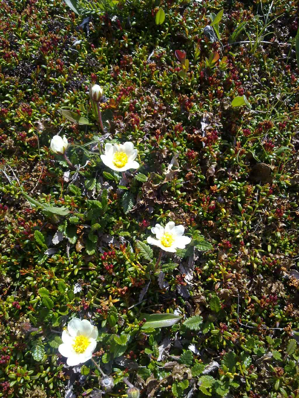 Dryas octopetala