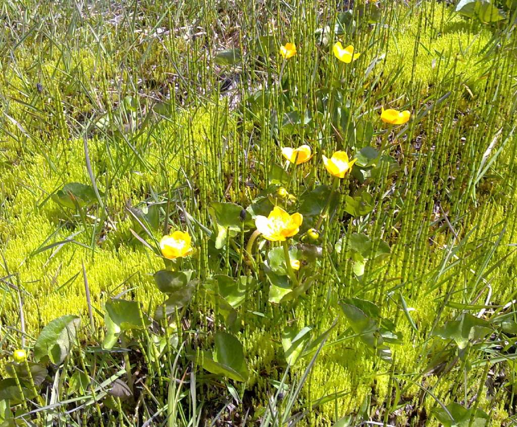 Caltha palustris