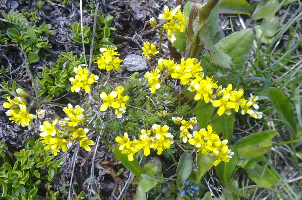 plant N4 - Draba aizoides