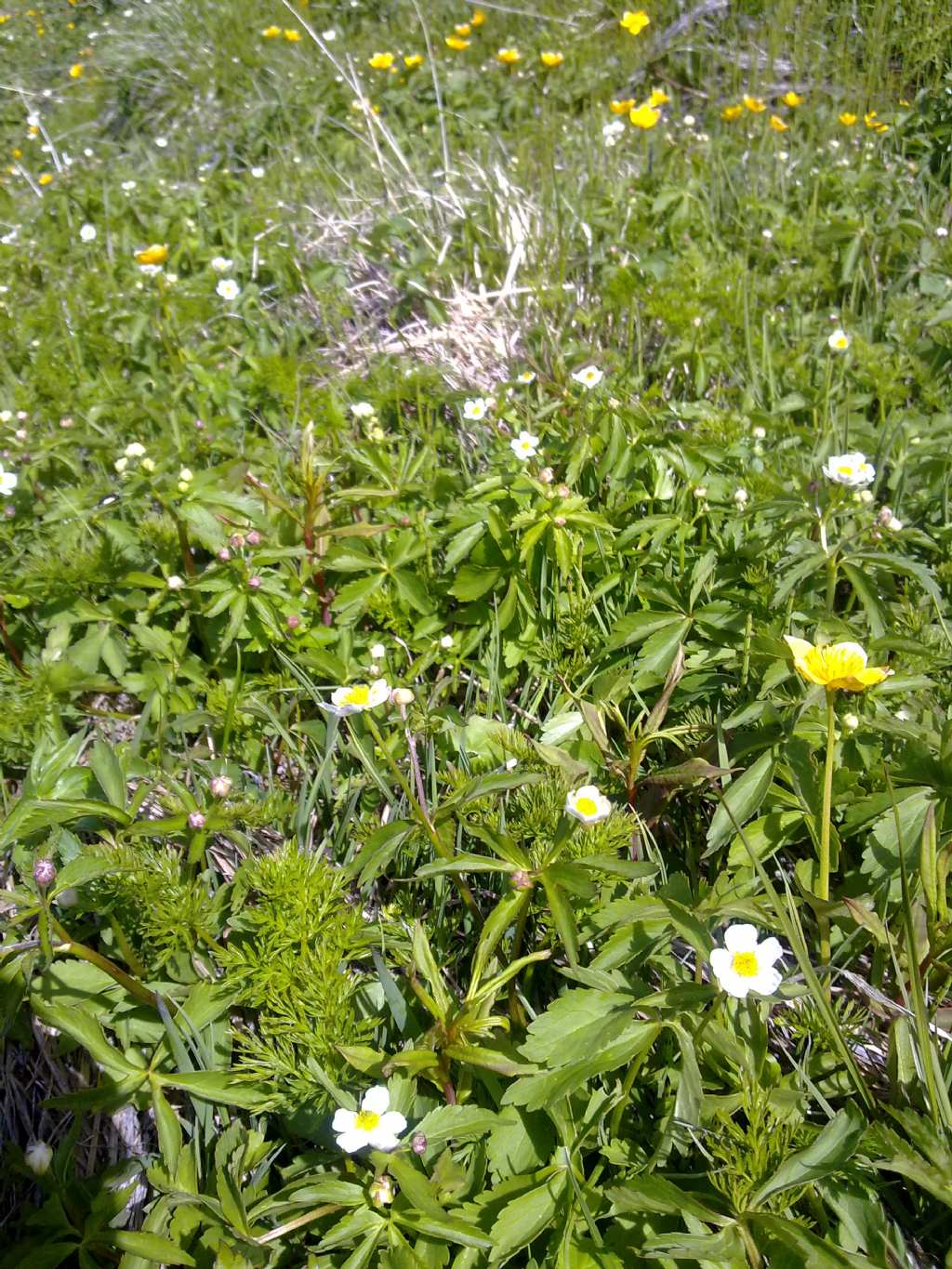 Ranunculus aconitifolius