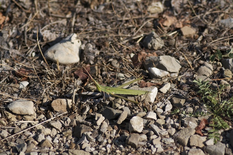 Acrida ungarica mediterranea