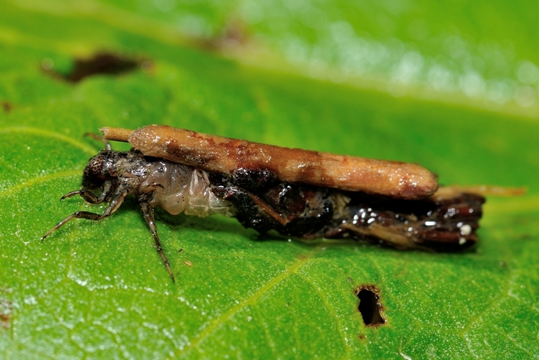 ID Larva di tricottero