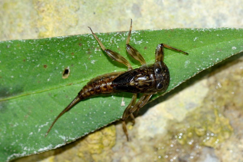 Ninfa di Ecdyonurus?