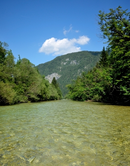 Tricottero Hydropsyche del Sava (Slovenia)