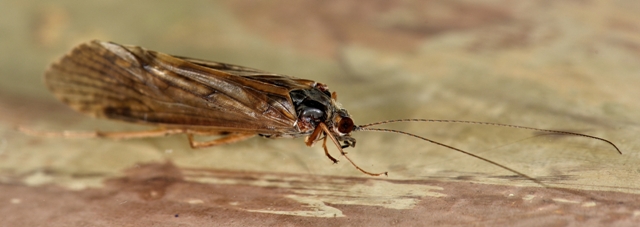 Tricottero Hydropsyche del Sava (Slovenia)