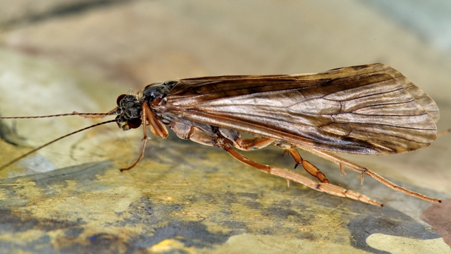 Tricottero Hydropsyche del Sava (Slovenia)