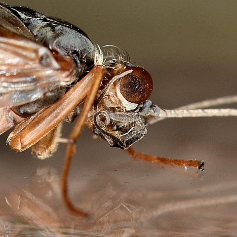 Tricottero Hydropsyche del Sava (Slovenia)