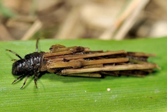 ID Larva di tricottero