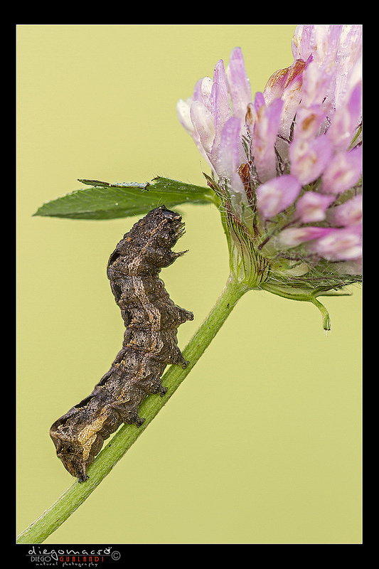 Noctuidae da ID