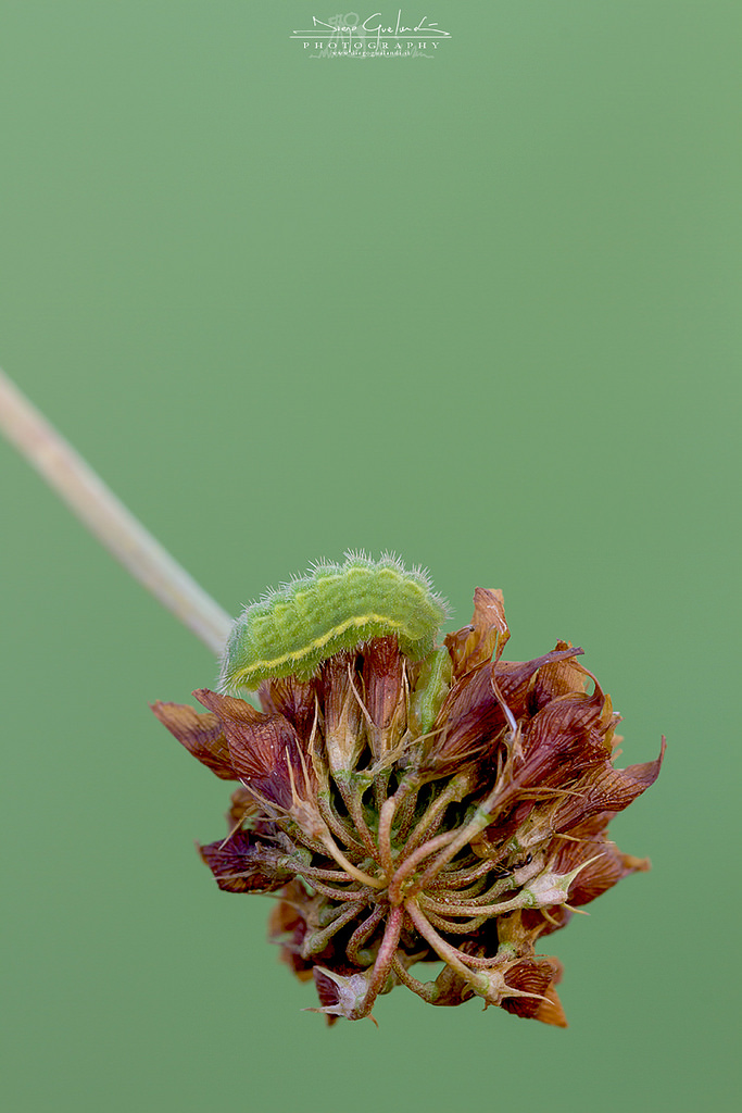 Bruco Lycaenidae da ID