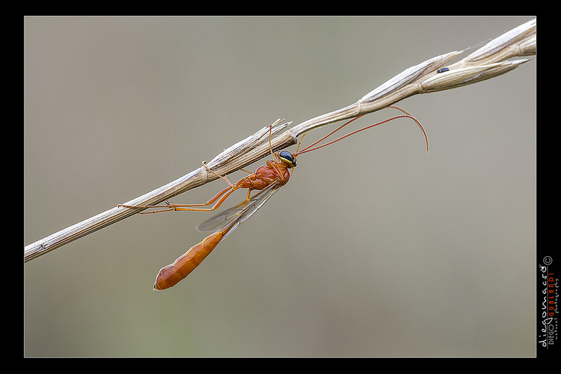 Dittero o Altro? Ichneumonidae