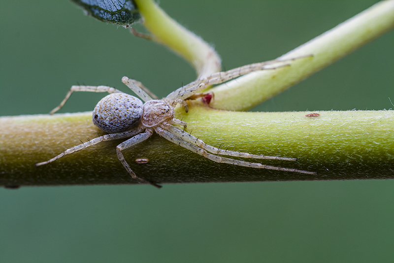 Philodromus sp