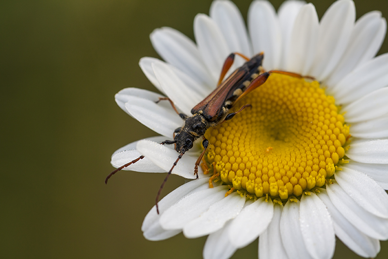 Stenopterus rufus