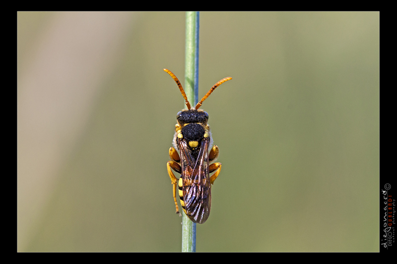 Nomada sp. addormentata