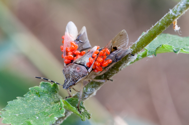 Dolycoris baccarum (Pentatomidae) con acari parassiti