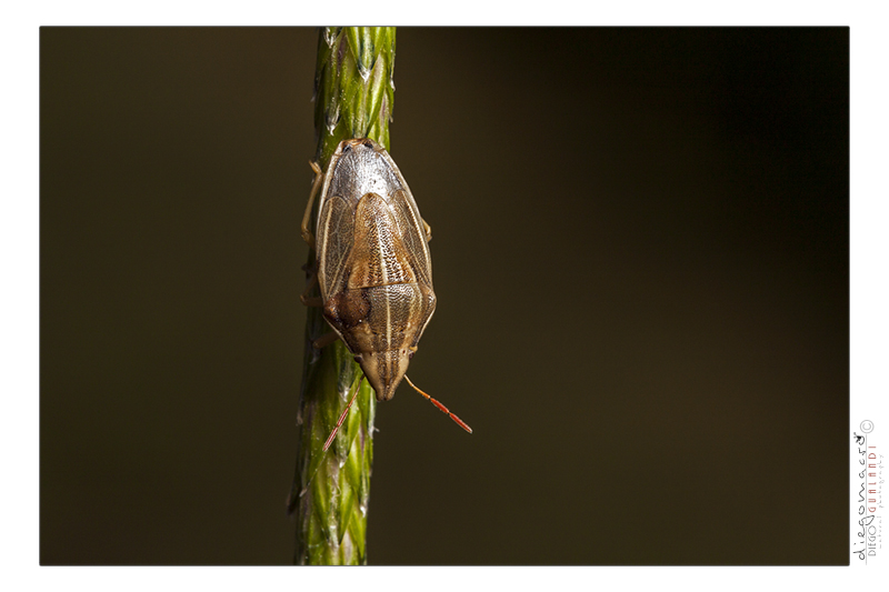 Pentatomidae: Aelia cf rostrata dell''Emilia (BO)