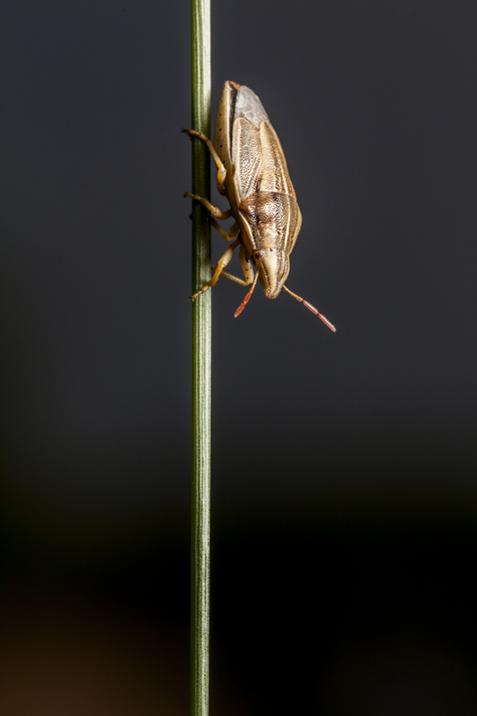 Pentatomidae: Aelia cf rostrata dell''Emilia (BO)