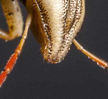 Pentatomidae: Aelia cf rostrata dell''Emilia (BO)