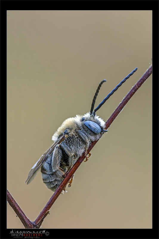 Eucera sp.