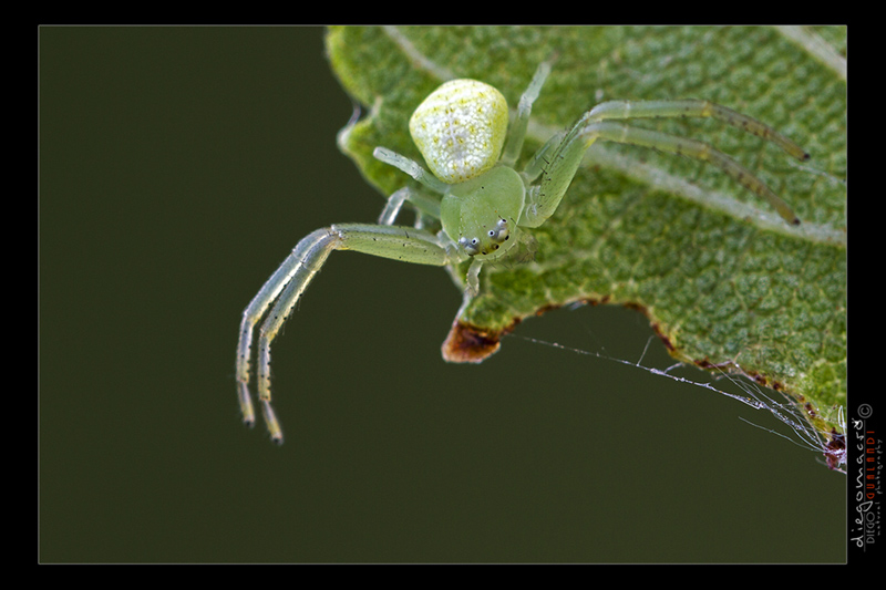 Ebrechtella tricuspidata - Bologna (BO)