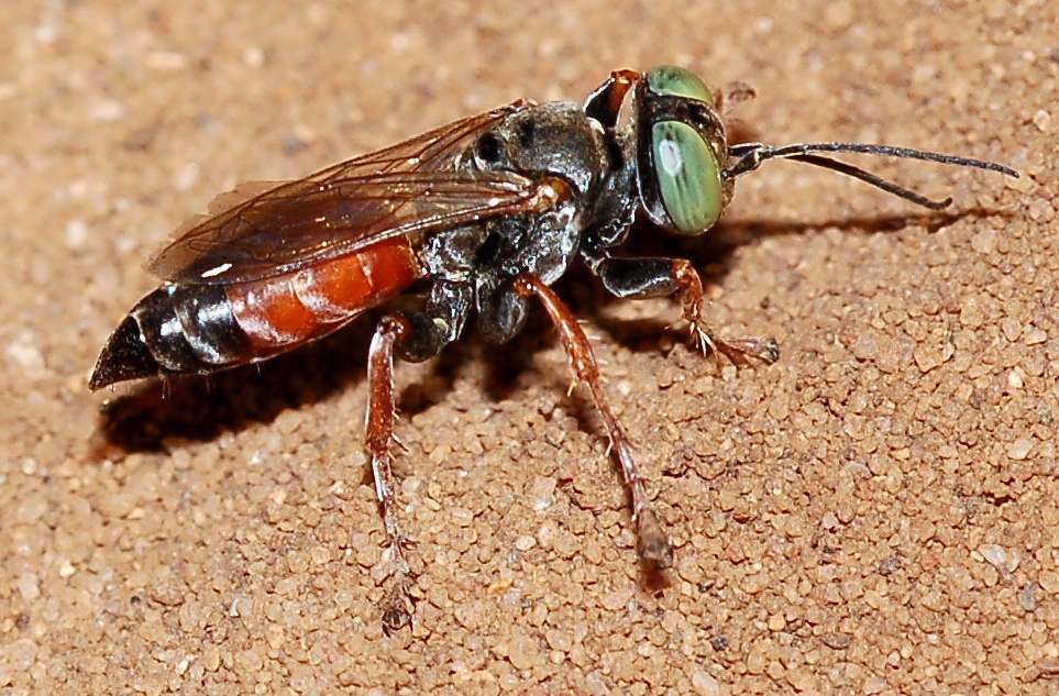 Tachysphex cfr incertus rufiventralis (Crabronidae) femmina