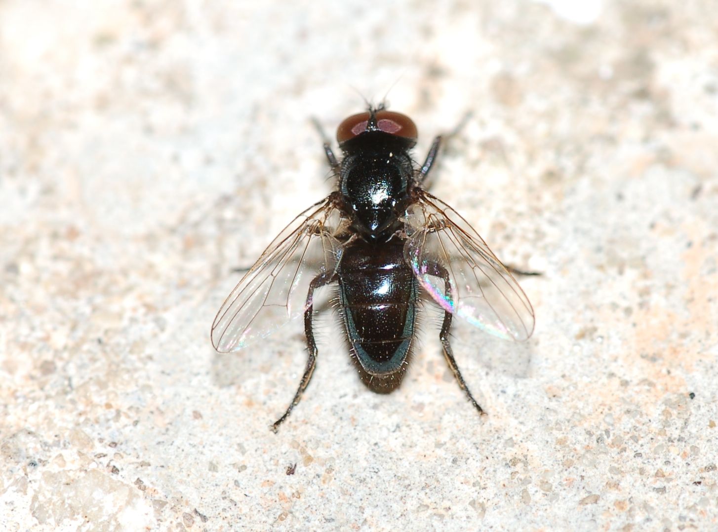 Mosca nero lucido rara: Hydrotaea aenescens