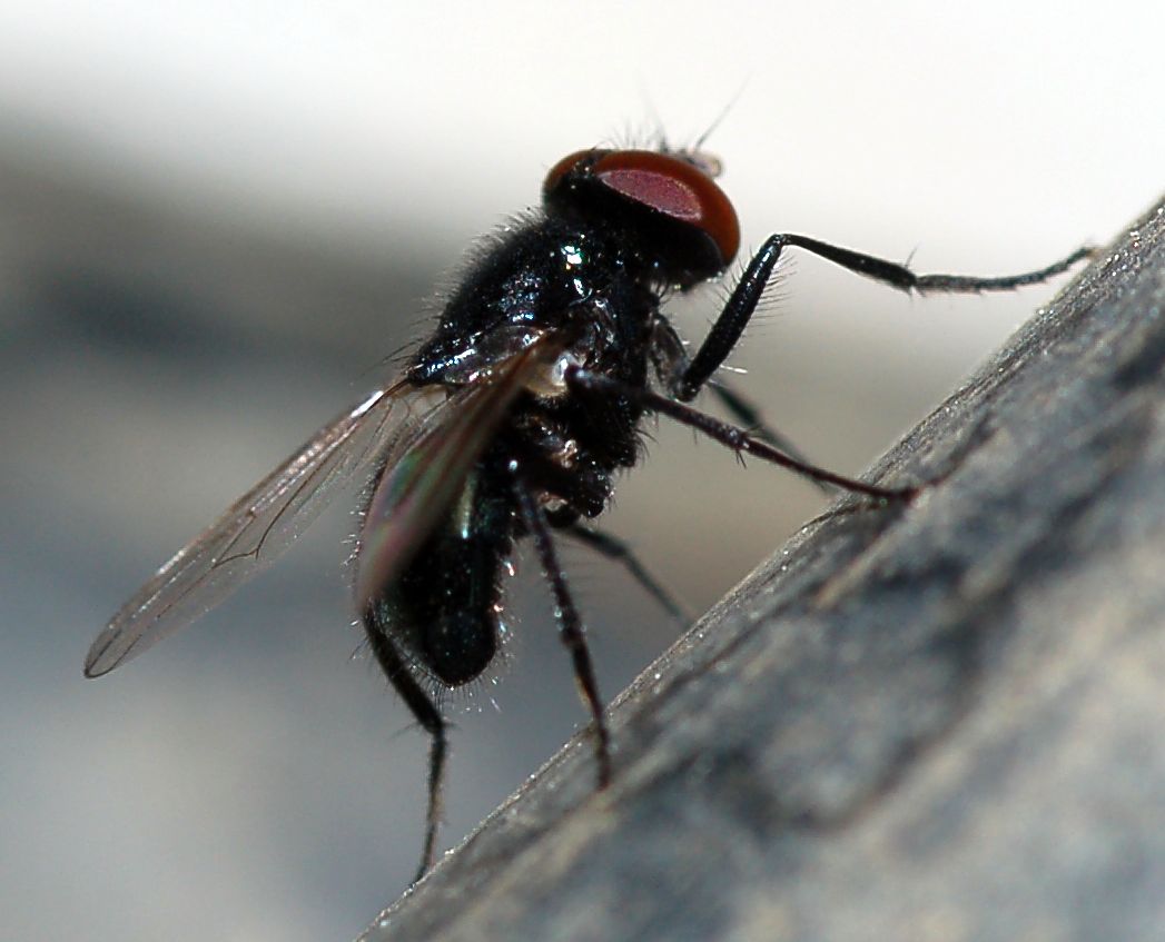 Mosca nero lucido rara: Hydrotaea aenescens