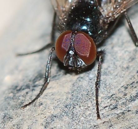 Mosca nero lucido rara: Hydrotaea aenescens