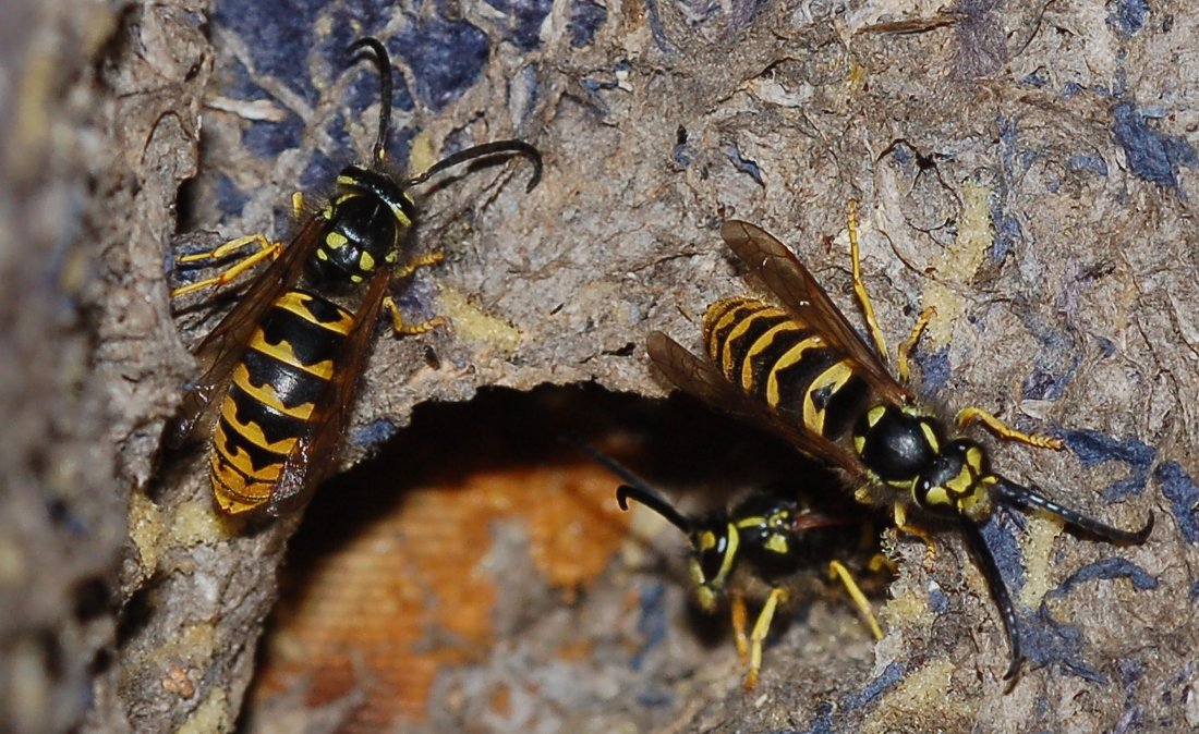 Sicilia: Nido di Vespula Germanica ancora attivo