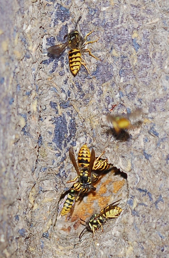 Sicilia: Nido di Vespula Germanica ancora attivo