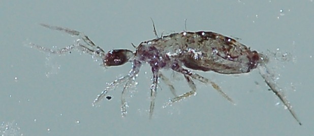 Collemboli annegati