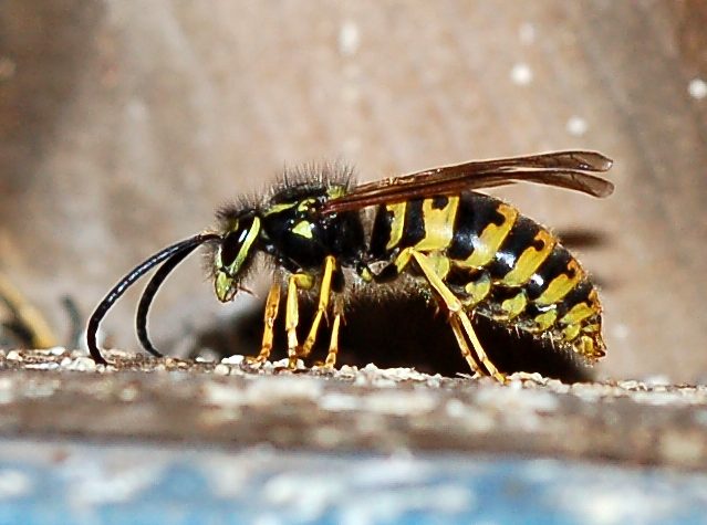 Sicilia: Nido di Vespula Germanica ancora attivo