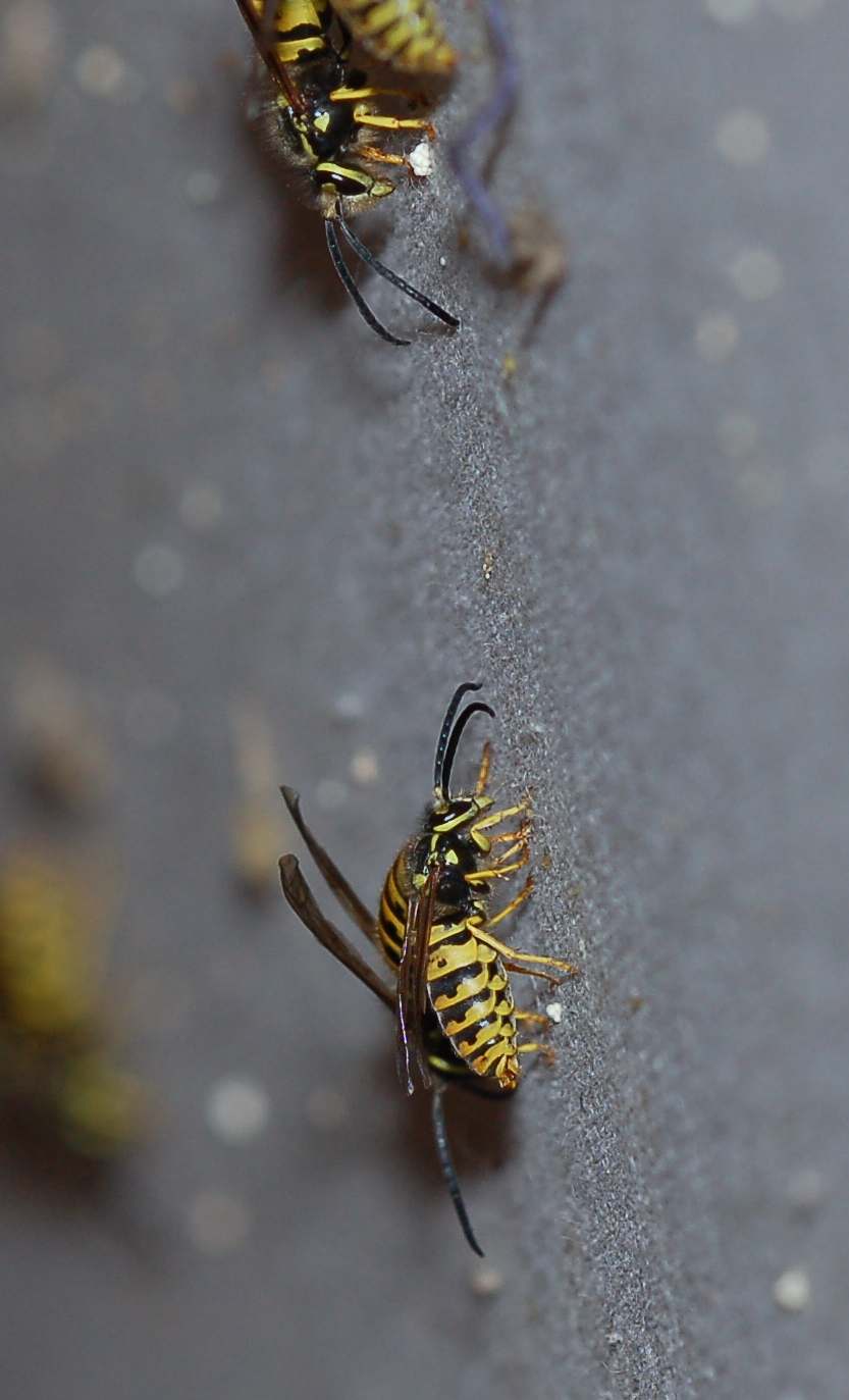 Sicilia: Nido di Vespula Germanica ancora attivo