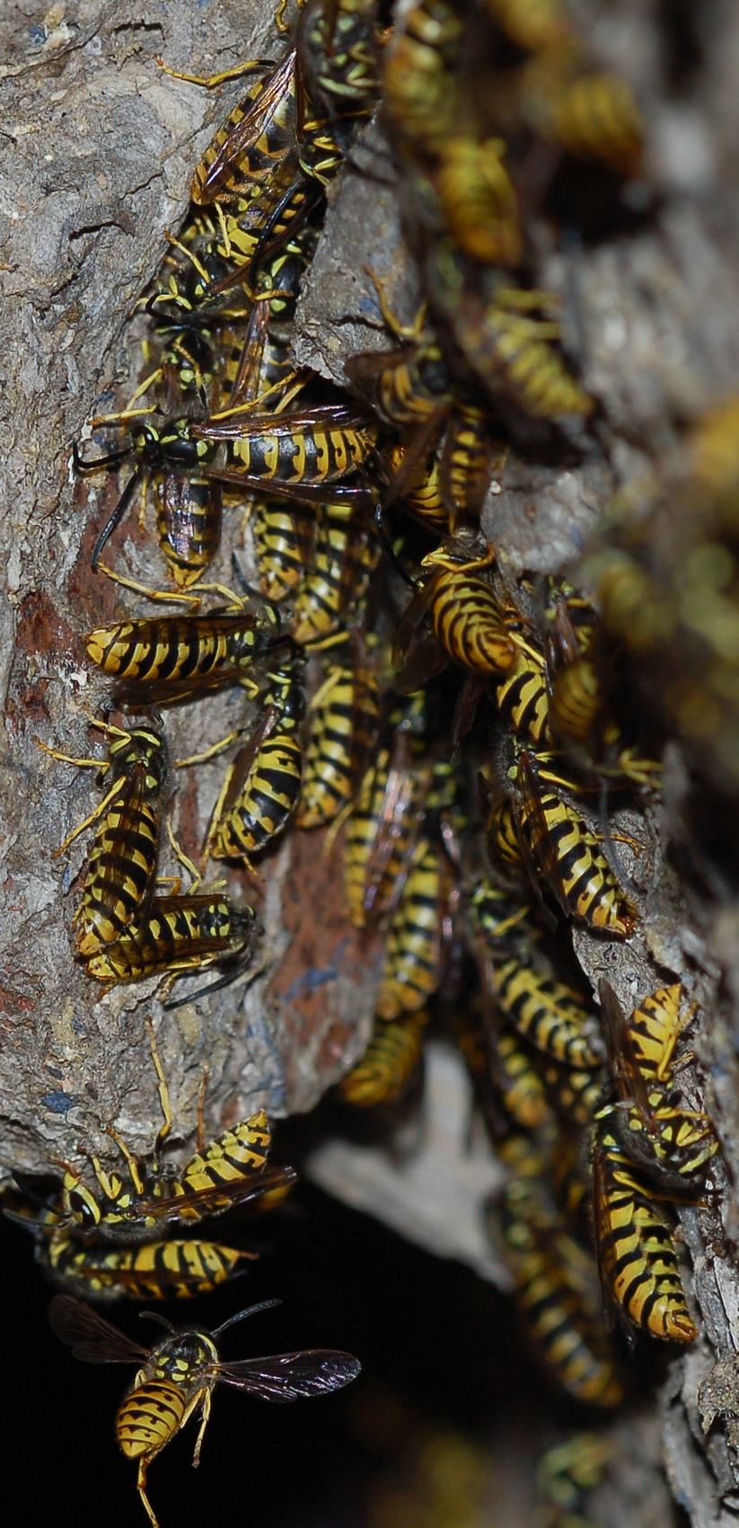 Sicilia: Nido di Vespula Germanica ancora attivo