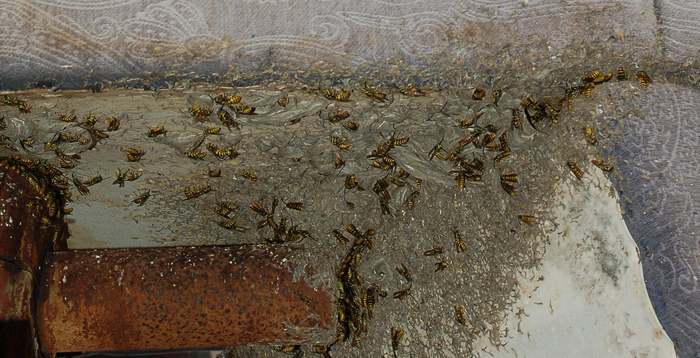 Sicilia: Nido di Vespula Germanica ancora attivo