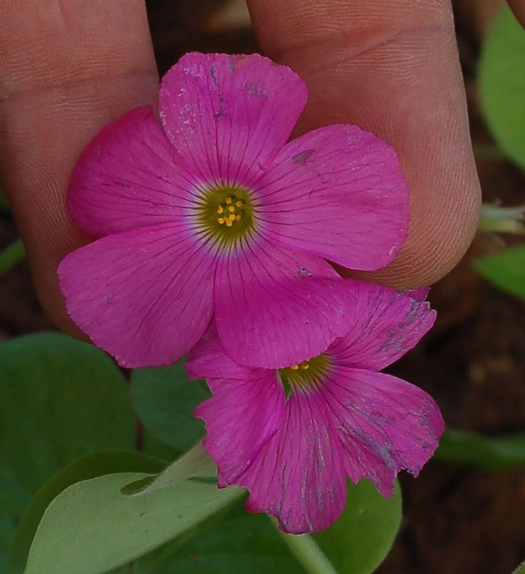 Oxalis purpurata / Acetosella porporata