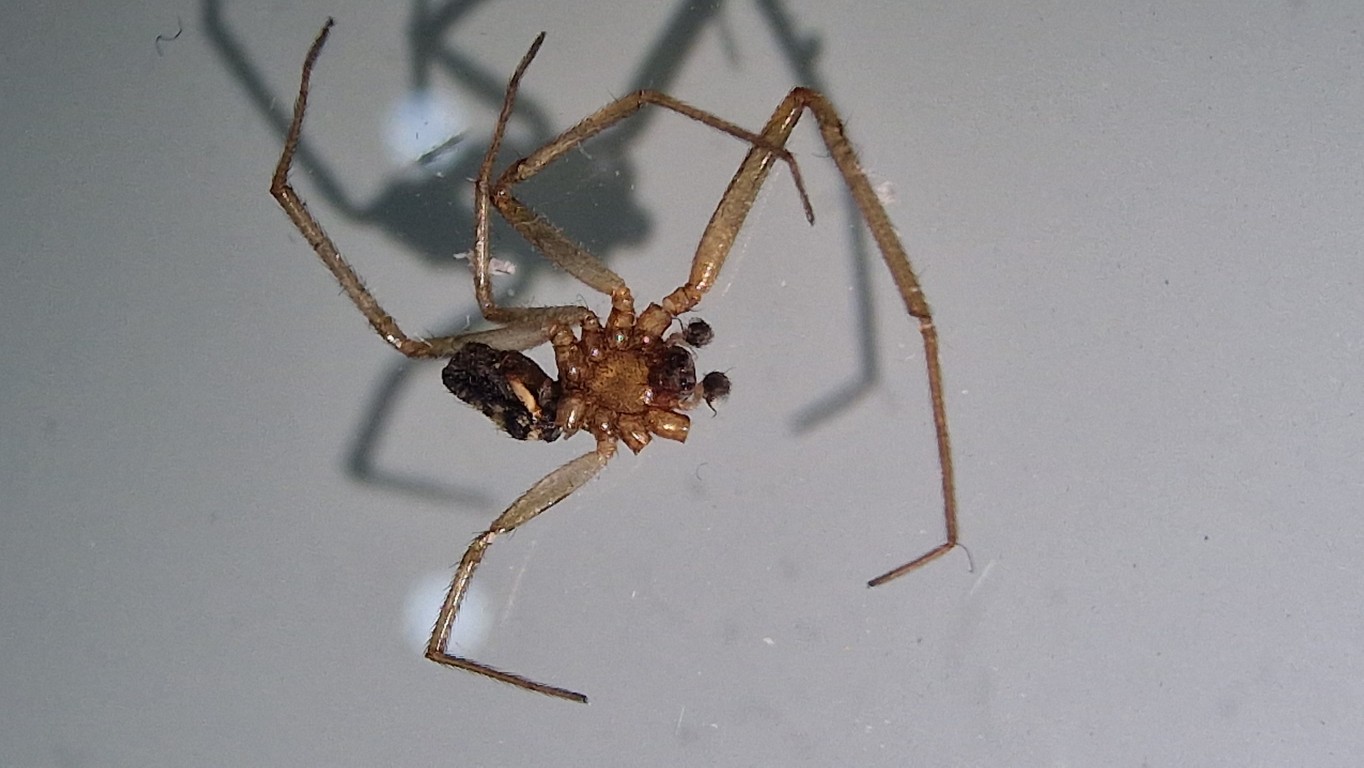 maschio di Steatoda grossa