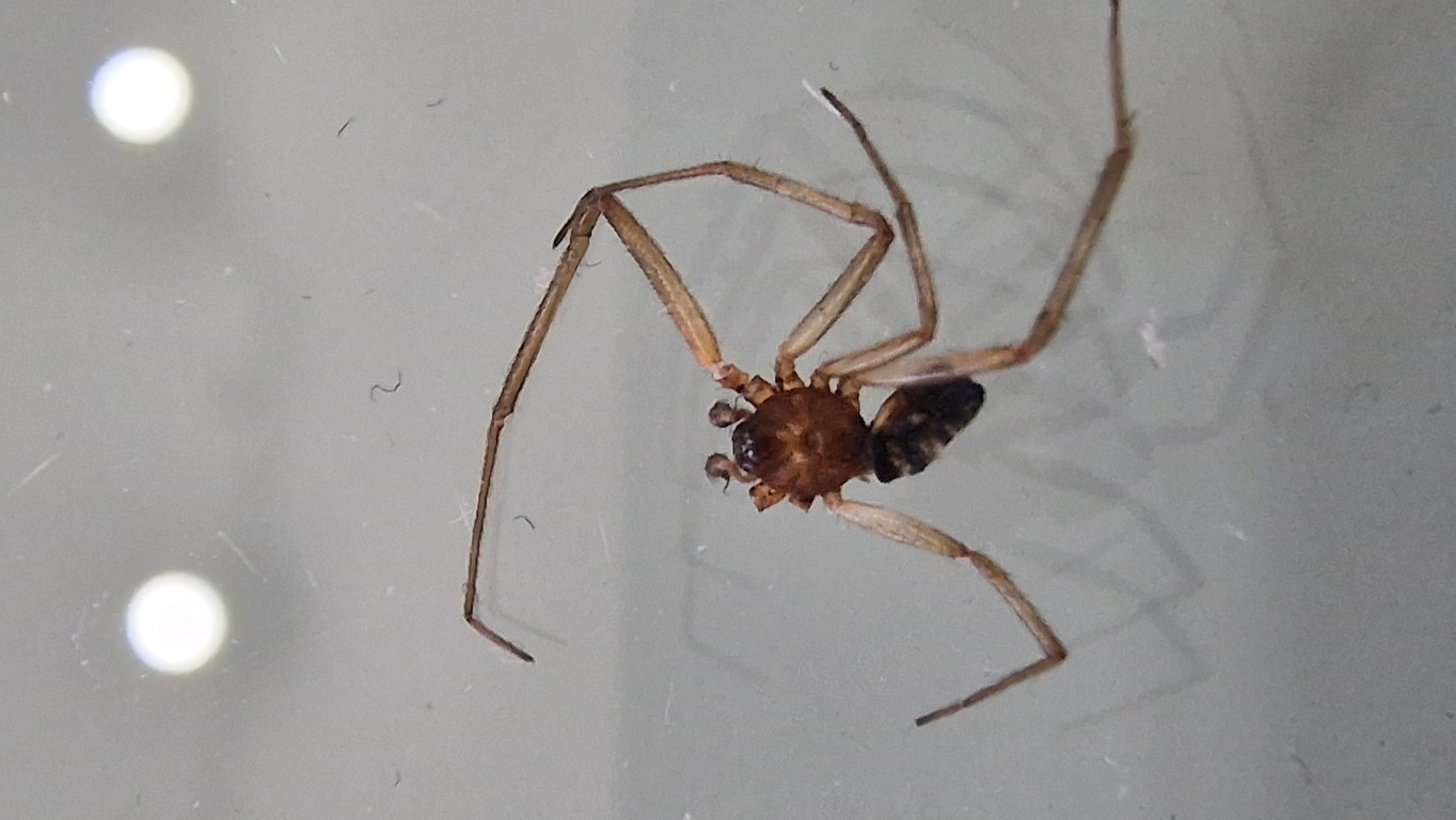 maschio di Steatoda grossa