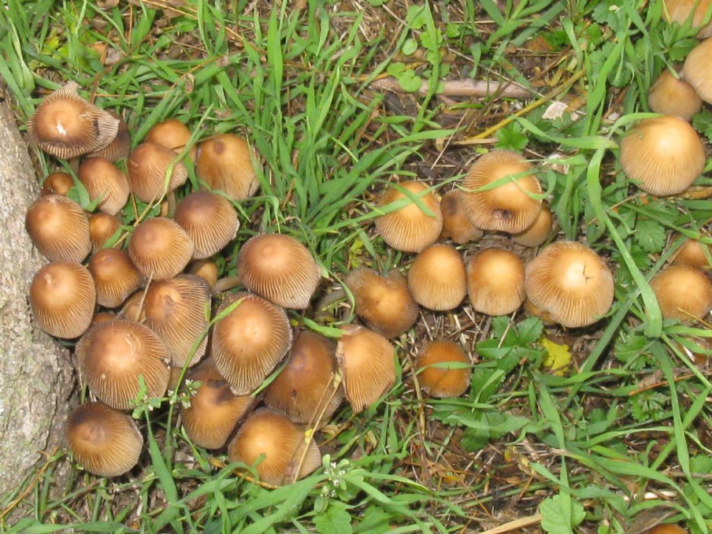 Coprinus atramentarius?   No, Coprinellus micaceus