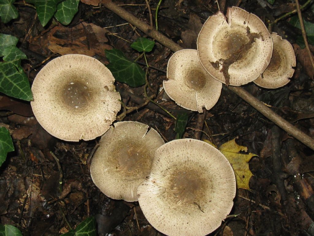 identificazione fungo Parco di Monza