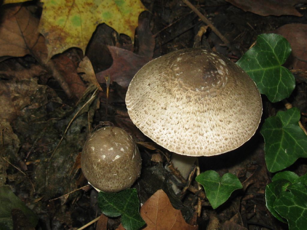 identificazione fungo Parco di Monza