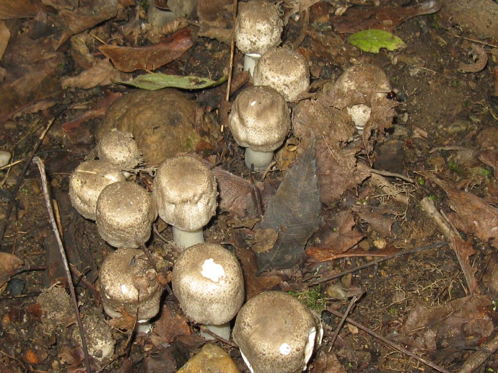 identificazione fungo Parco di Monza