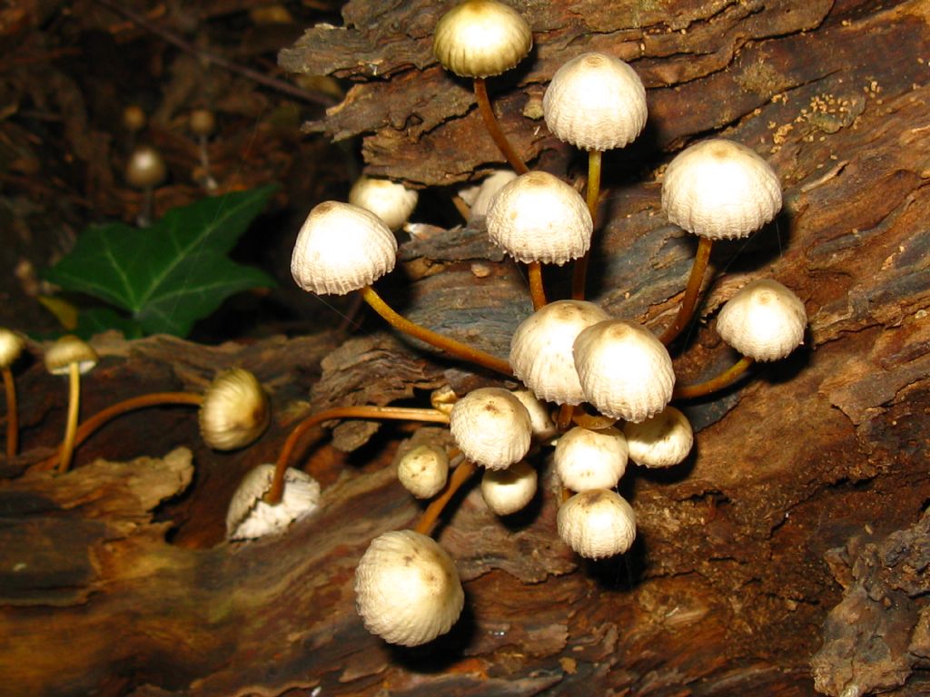 identificazione fungo Parco di Monza su legno